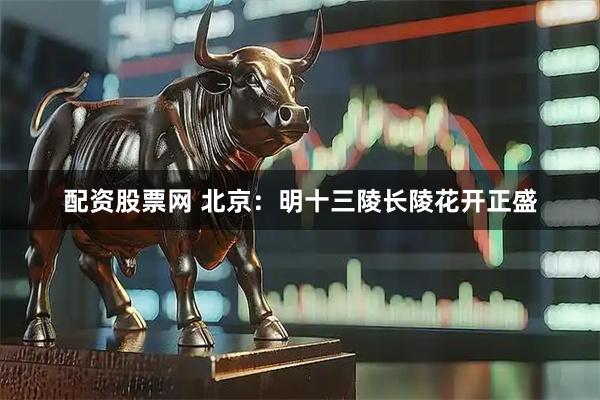 配资股票网 北京：明十三陵长陵花开正盛
